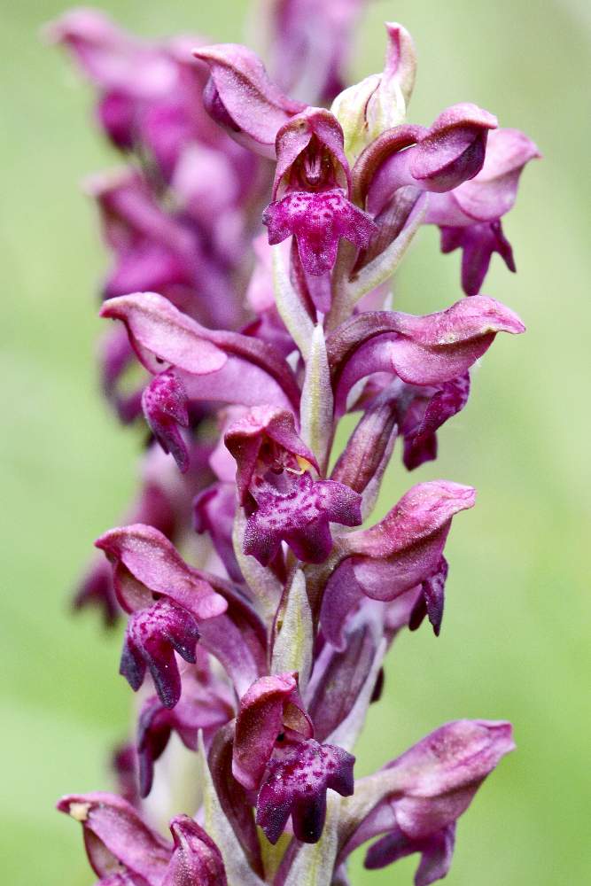 Anacamptis o Orchis coriophora